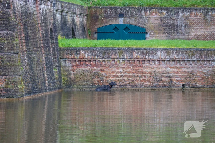 Hond valt van meters hoge vestingwal in water