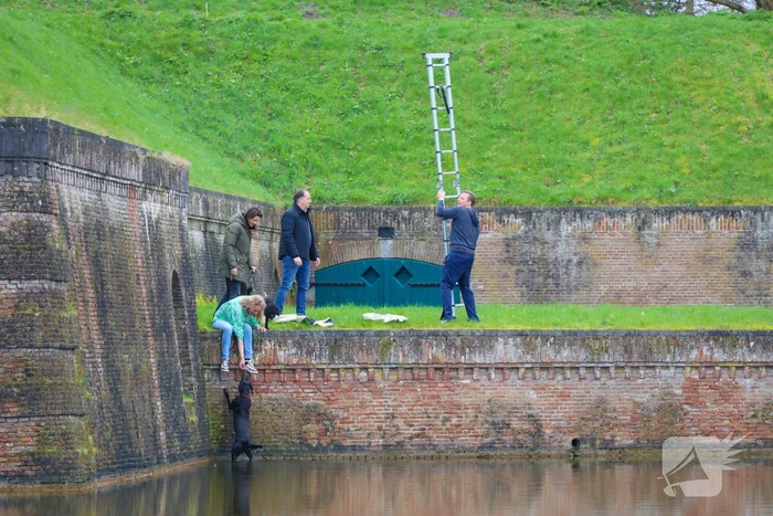 Hond valt van meters hoge vestingwal in water