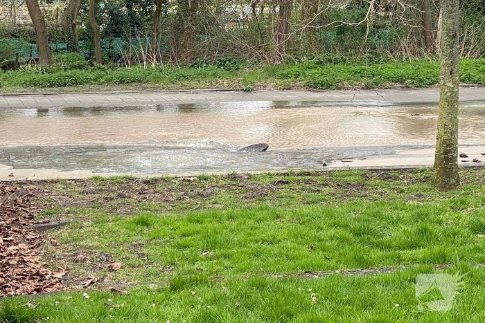 Straat volgelopen met water na lek in waterleiding