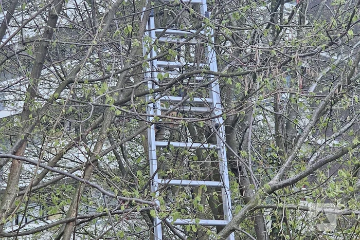 Brandweer ingezet voor kat in boom