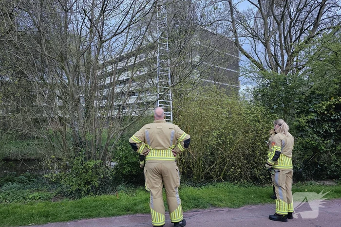 Brandweer ingezet voor kat in boom