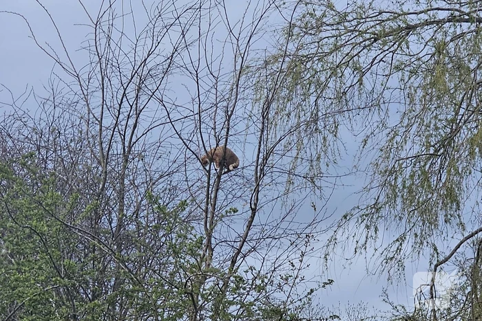 Brandweer ingezet voor kat in boom