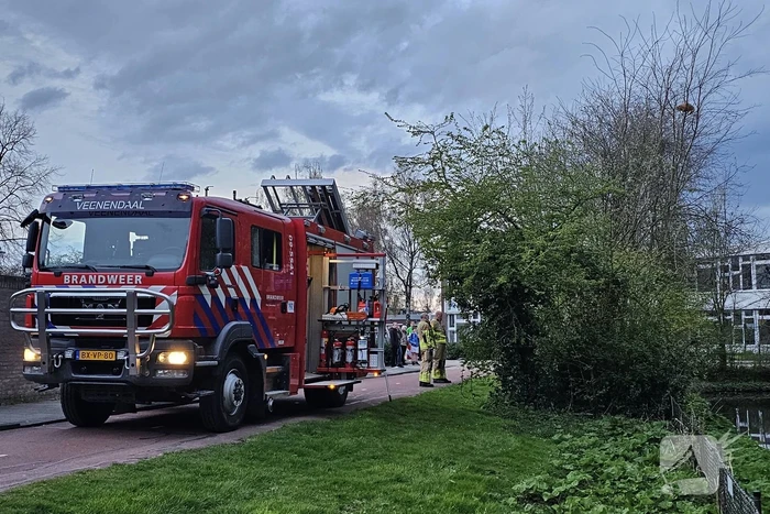 Brandweer ingezet voor kat in boom