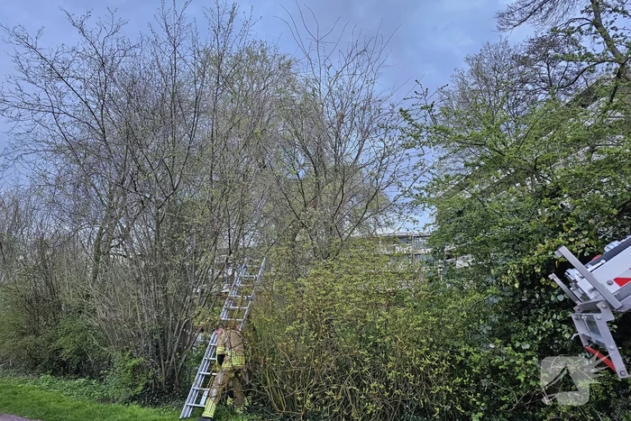 Brandweer ingezet voor kat in boom