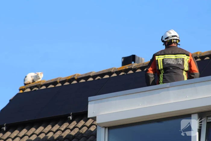 nieuws duizendschoon rijnsburg