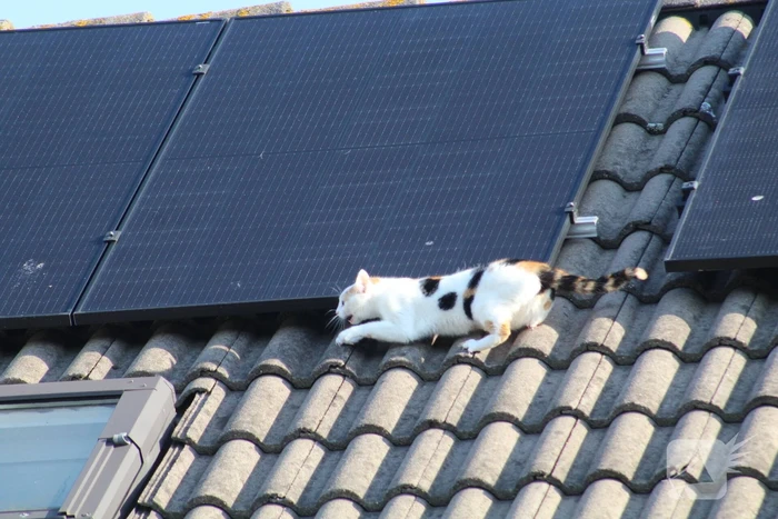 Brandweermannen halen kat van het dak