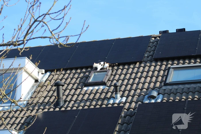 Brandweermannen halen kat van het dak
