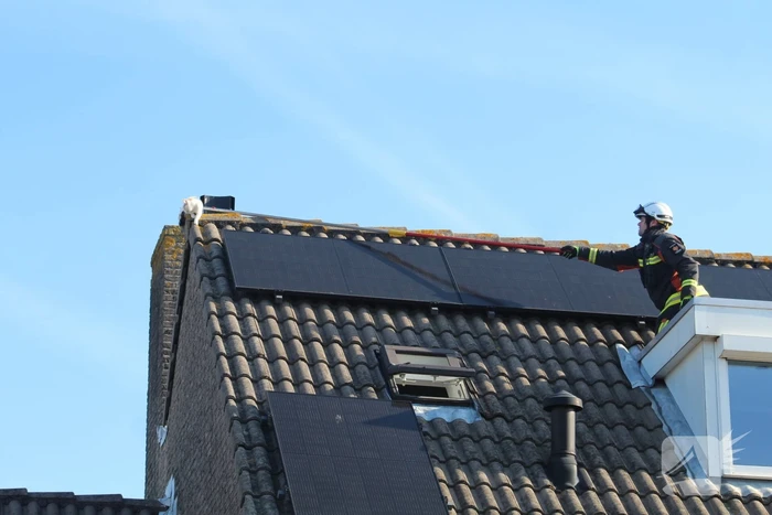 Brandweermannen halen kat van het dak