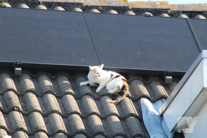 Brandweermannen halen kat van het dak