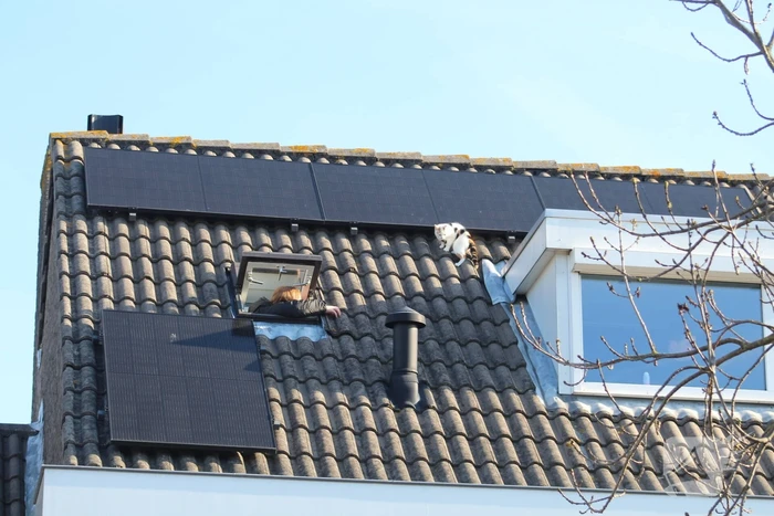 Brandweermannen halen kat van het dak