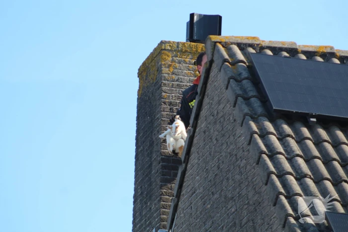 Brandweermannen halen kat van het dak