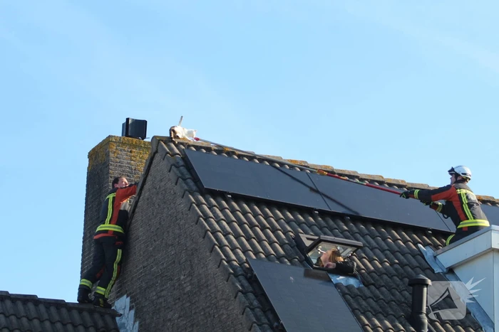 Brandweermannen halen kat van het dak