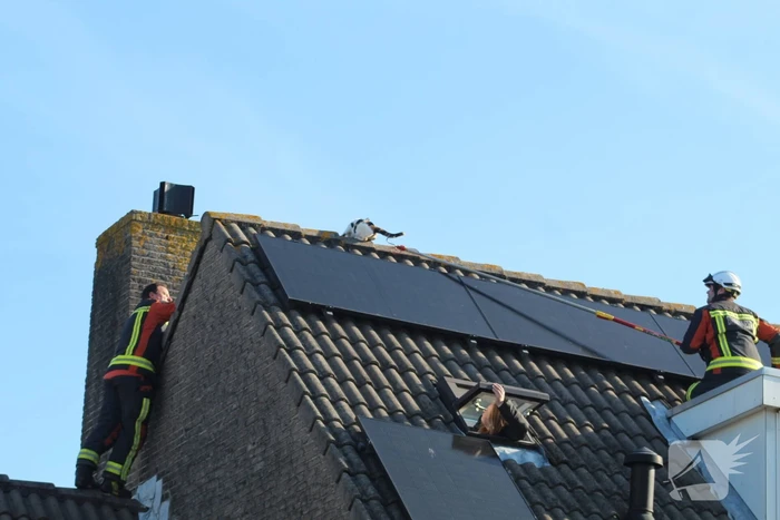 Brandweermannen halen kat van het dak