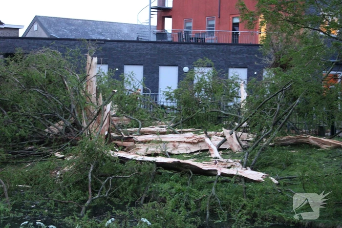 Bomen versplinterd door blikseminslag