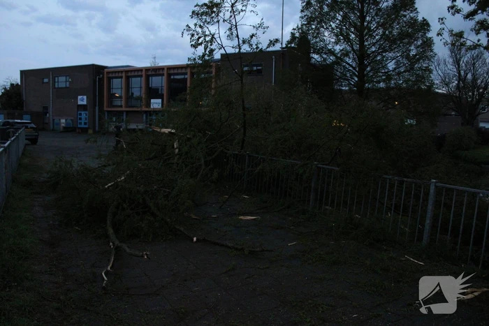 Bomen versplinterd door blikseminslag