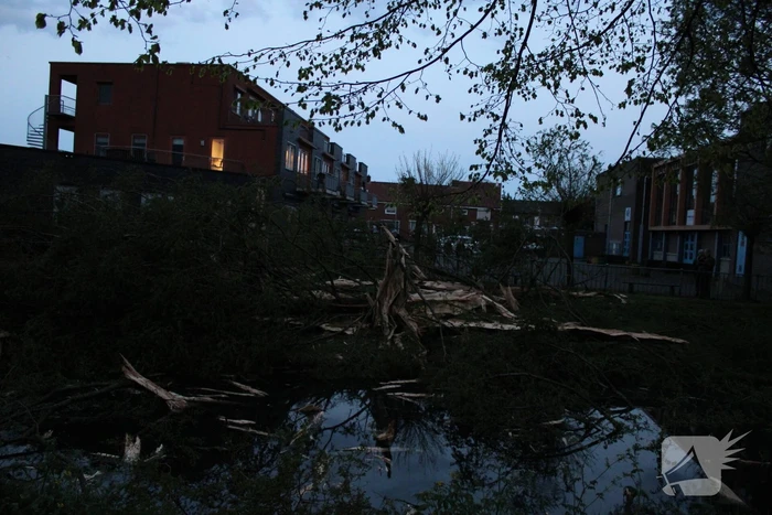 Bomen versplinterd door blikseminslag