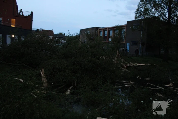 Bomen versplinterd door blikseminslag