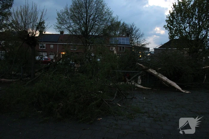Bomen versplinterd door blikseminslag