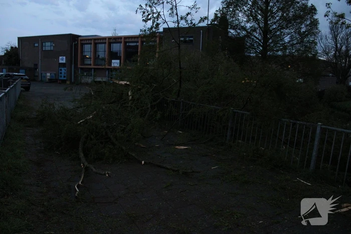 Bomen versplinterd door blikseminslag