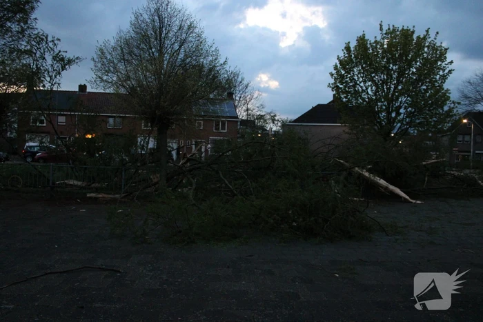 Bomen versplinterd door blikseminslag