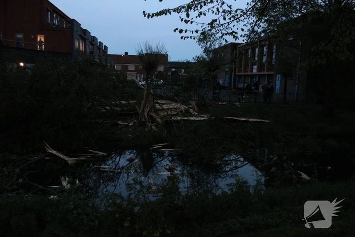 Bomen versplinterd door blikseminslag