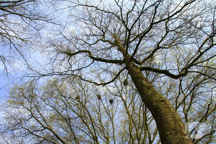 Brandweer bevrijdt opgesloten kraai