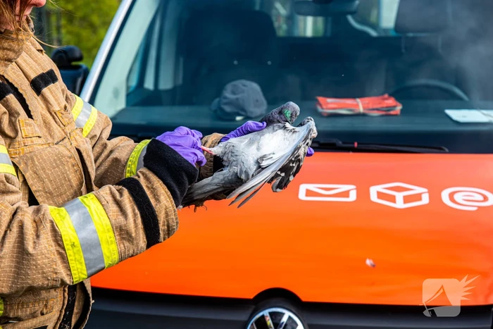 Brandweer redt duif uit voorkant van bestelbus