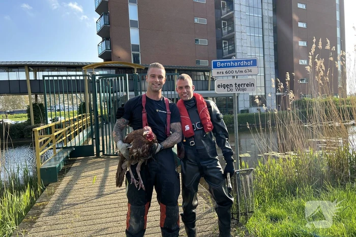 Brandweer vangt kalkoen