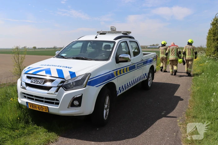 Lammetjes gedood door hond