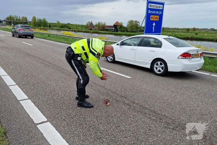 Eendje doodgereden bij aanrijding