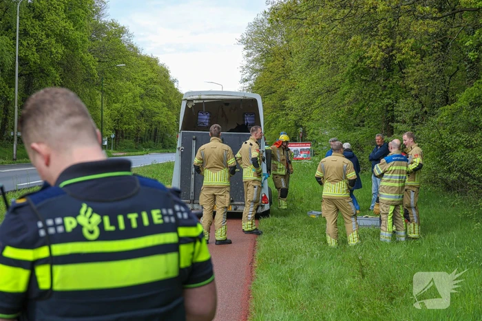 Paard overleden na verwonding in paardentrailer