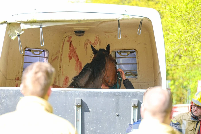 Paard overleden na verwonding in paardentrailer