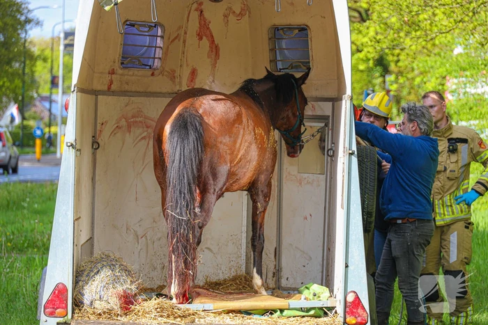 Paard overleden na verwonding in paardentrailer
