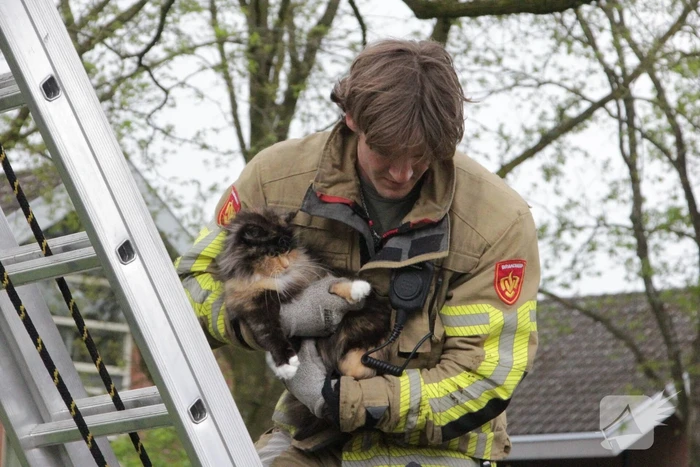 Kat Moesha door brandweer uit boom gered