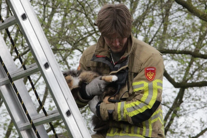 Kat Moesha door brandweer uit boom gered