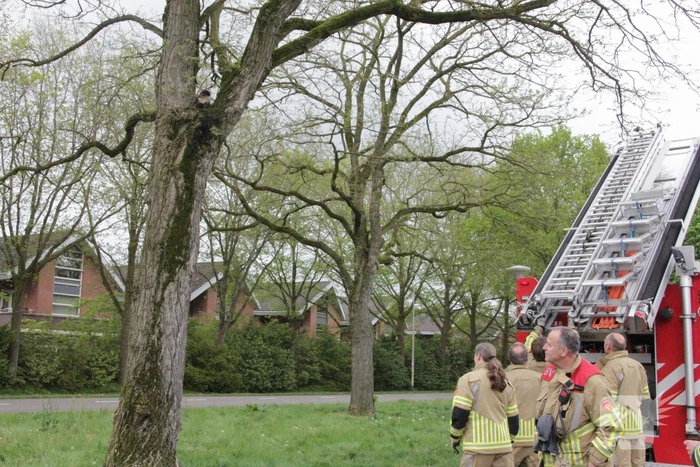 Kat Moesha door brandweer uit boom gered