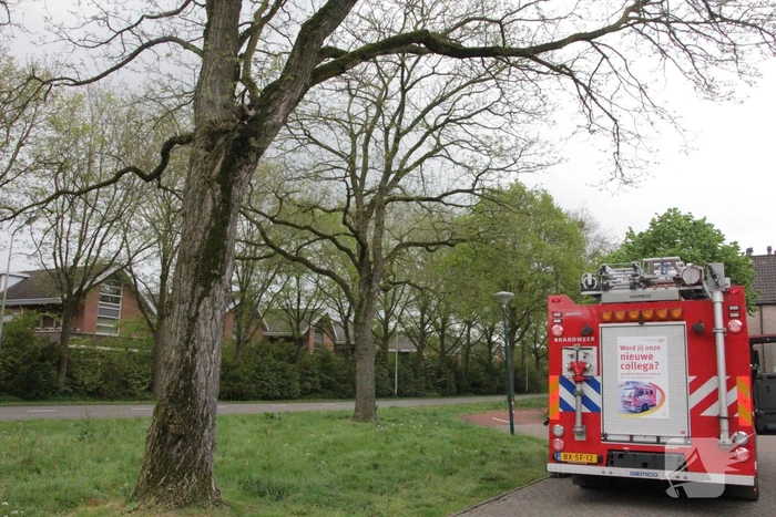Kat Moesha door brandweer uit boom gered