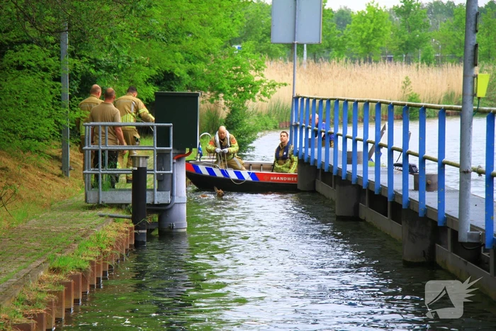 Gestrande Bambi gevangen in de sluispoort