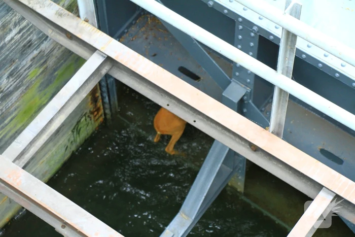 Gestrande Bambi gevangen in de sluispoort
