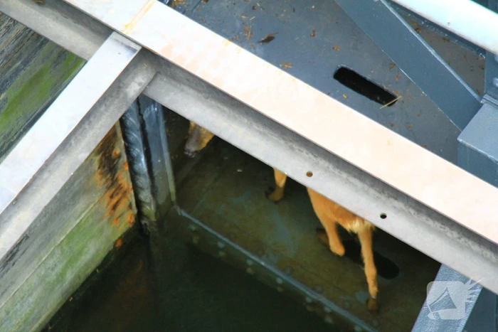 Gestrande Bambi gevangen in de sluispoort