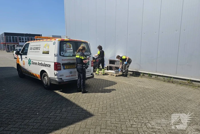 Duiven gedumpt in konijnen hok