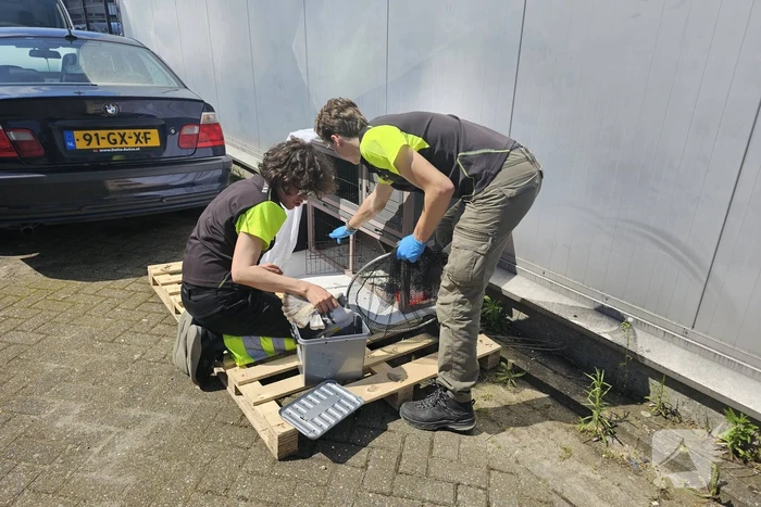 nieuws kryptonstraat ede