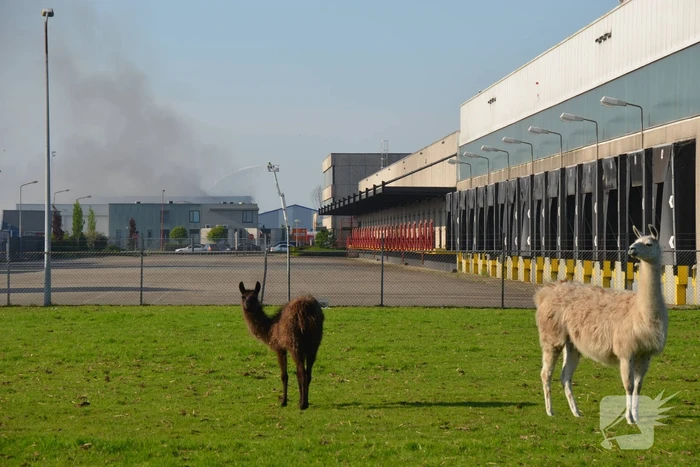 Zeer grote brand in loods