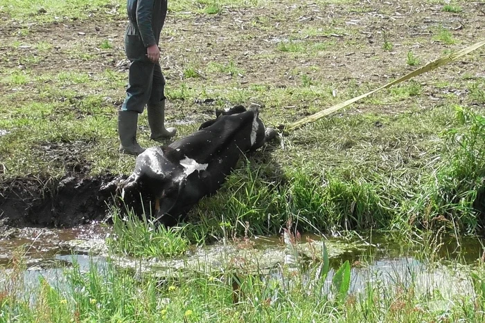 Koe raakt te water