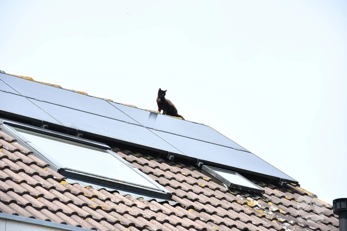 Brandweer redt kat Maruow van dak