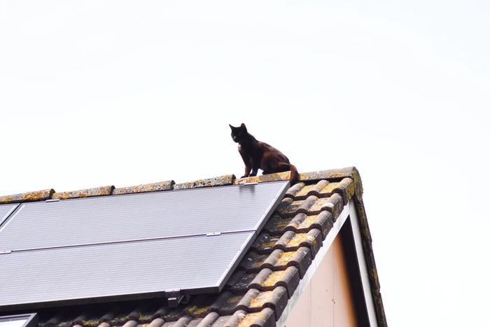 Brandweer redt kat Maruow van dak
