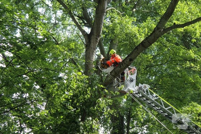 Brandweer verwijdert gevaarlijk hangende tak