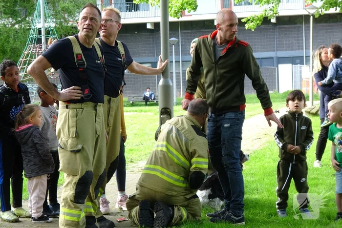 Nest met vogels vast in lantaarnpaal