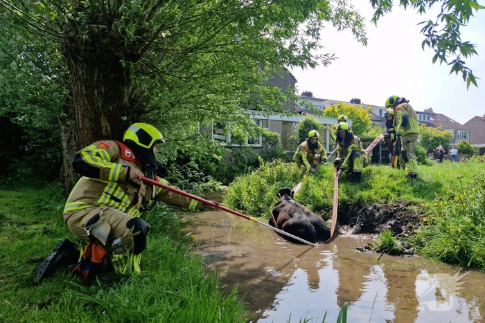 Brandweer ingezet voor koe in de sloot