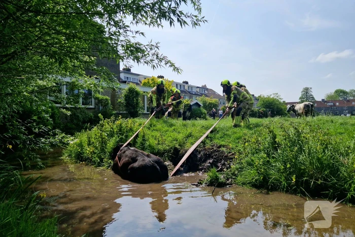 Brandweer ingezet voor koe in de sloot
